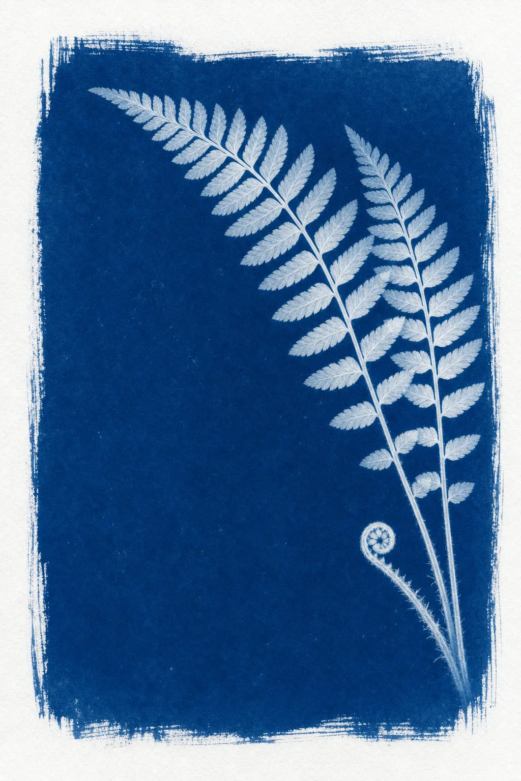Cyanotype print of Christmas fern fronds with a young fiddlehead