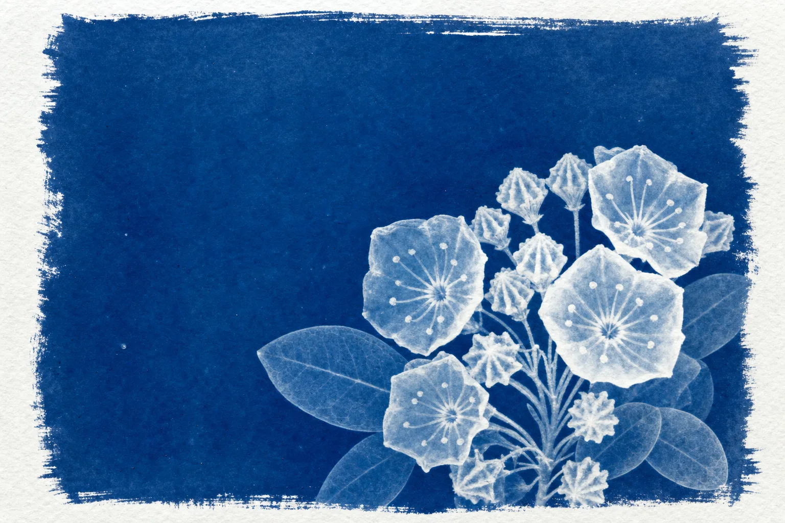 Cyanotype print of a cluster of mountain laurel flowers