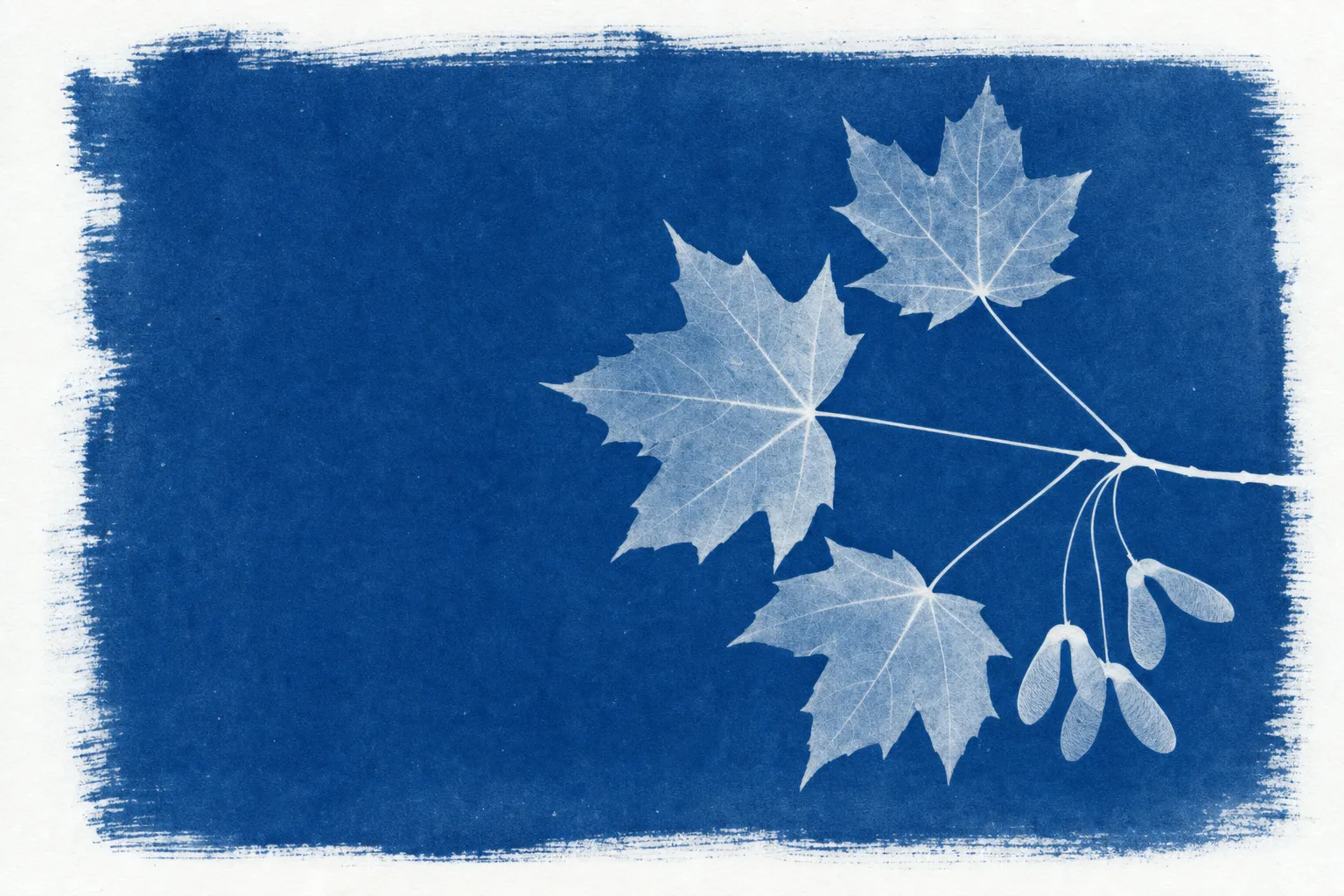 Cyanotype print of sugar maple leaves and winged seeds